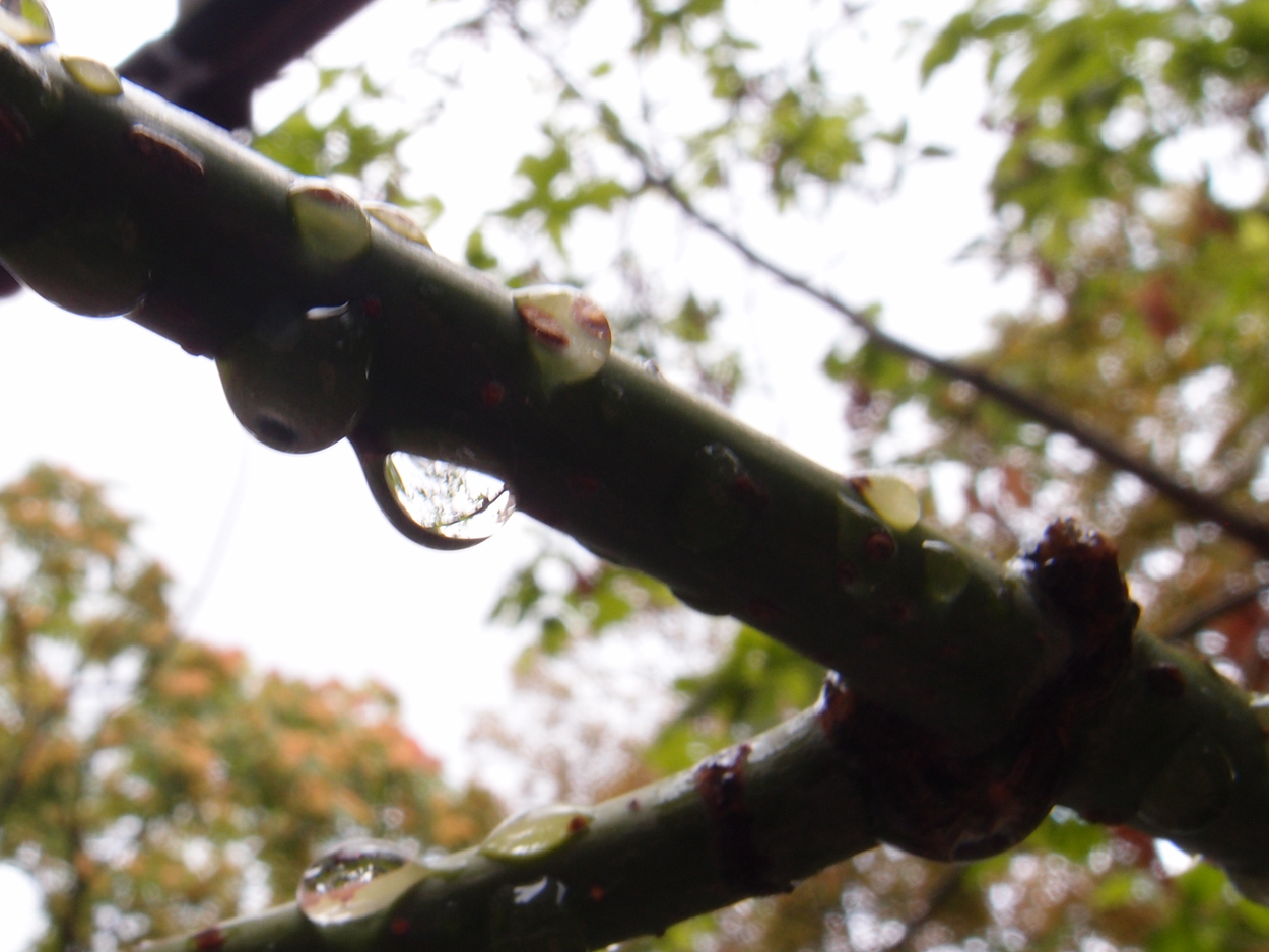 2019-08-18 Tropfen an Ästen